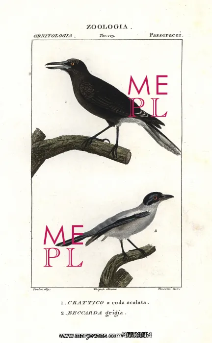 : Grey currawong, Strepera versicolor, and black-tailed : Grey currawong, Strepera versicolor, and black-tailed