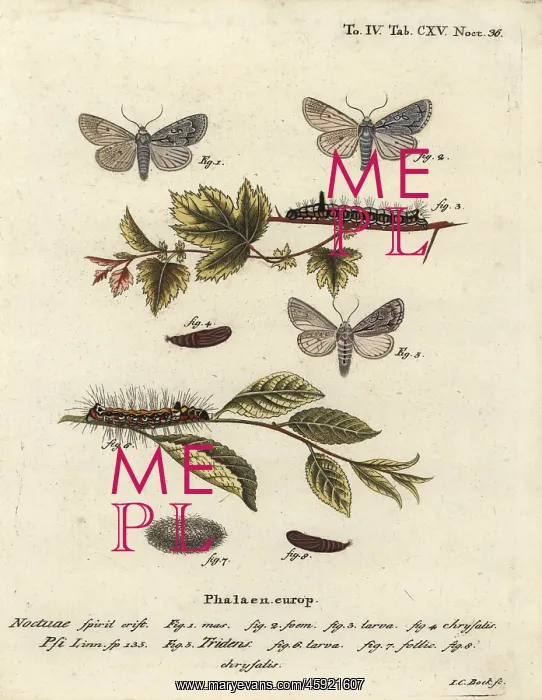 : Grey dagger and dark dagger moths : Grey dagger and dark dagger moths