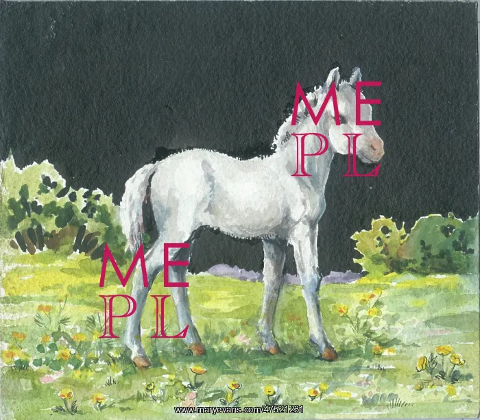  : Grey foal in a field