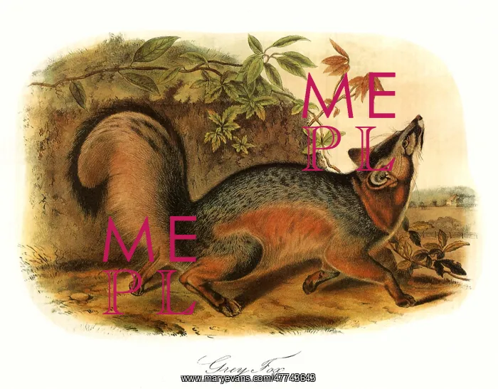  : Grey FoX