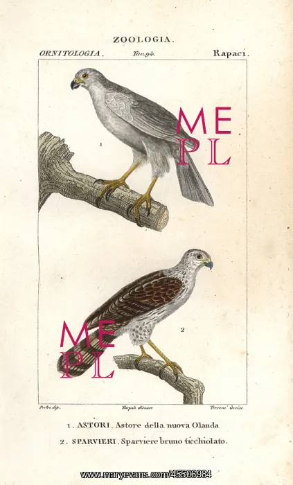 : Grey goshawk, Accipiter novaehollandiae, and : Grey goshawk, Accipiter novaehollandiae, and