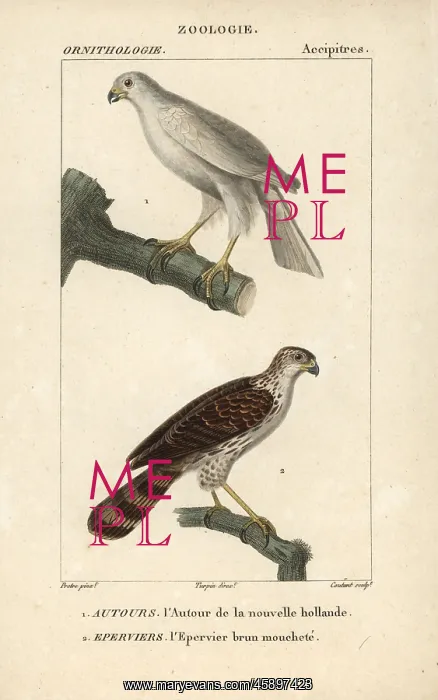 : Grey goshawk, Accipiter novaehollandiae, and : Grey goshawk, Accipiter novaehollandiae, and