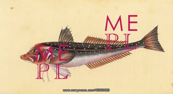 : Grey gurnard, Eutrigla gurnardus : Grey gurnard, Eutrigla gurnardus