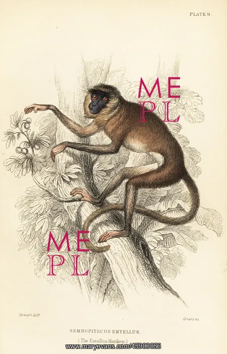 : Grey or hanuman langur, Semnopithecus entellus : Grey or hanuman langur, Semnopithecus entellus