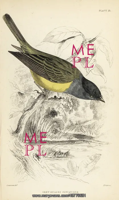 : Grey-headed canary-flycatcher, Culicicapa ceylonensis : Grey-headed canary-flycatcher, Culicicapa ceylonensis