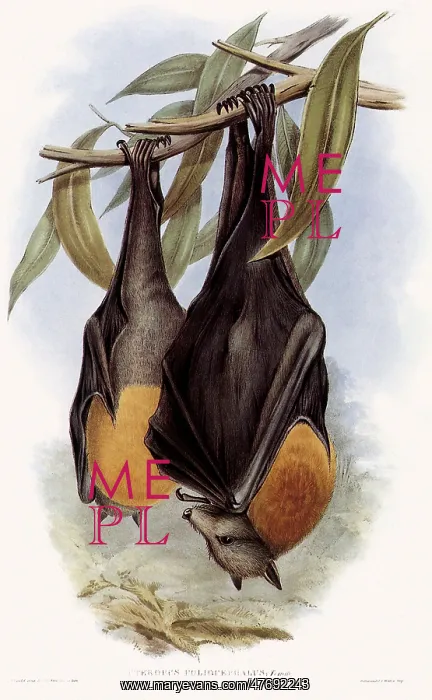  : Grey-Headed Flying FoX