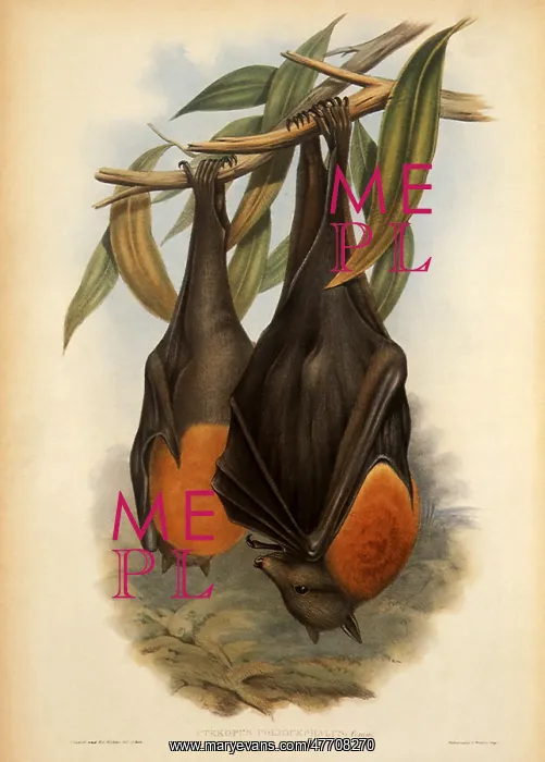 : Grey-Headed Flying Fox, Pteropus poliocephalus : Grey-Headed Flying Fox, Pteropus poliocephalus