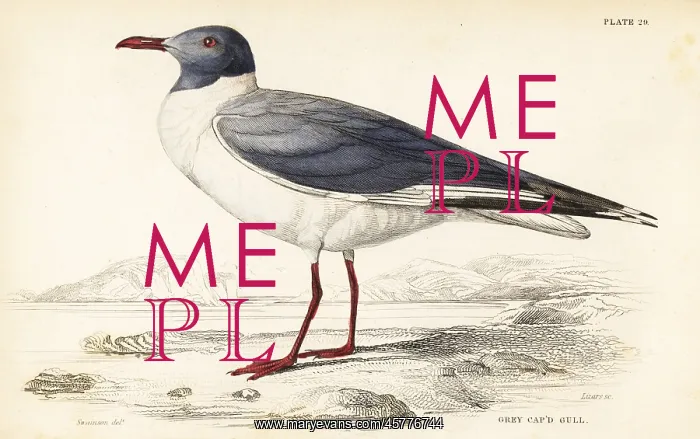 : Grey-headed gull (African), Chroicocephalus : Grey-headed gull (African), Chroicocephalus