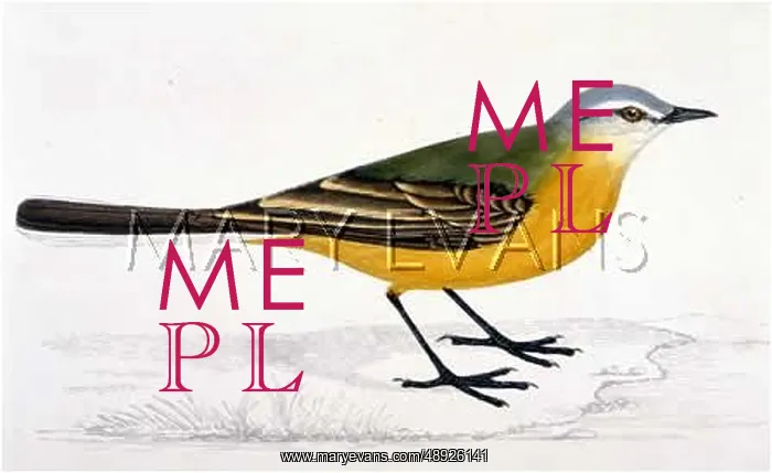 : GREY-HEADED WAGTAIL : GREY-HEADED WAGTAIL