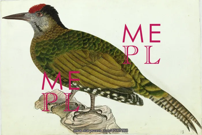 : Grey-headed Woodpecker, Picus canus : Grey-headed Woodpecker, Picus canus