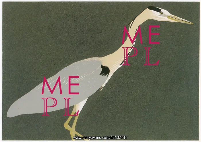 : Grey Heron : Grey Heron