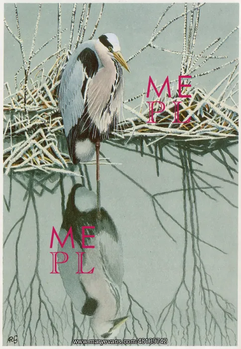  : Grey Heron