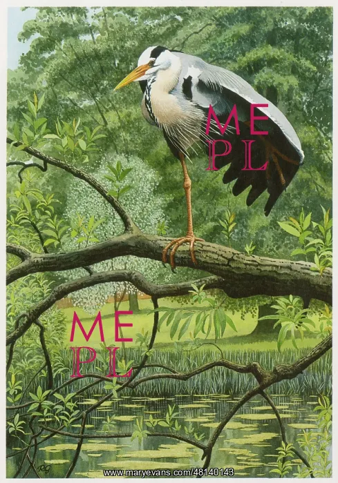  : Grey Heron