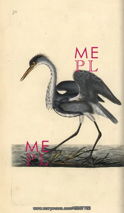 : Grey heron, Ardea cinerea : Grey heron, Ardea cinerea