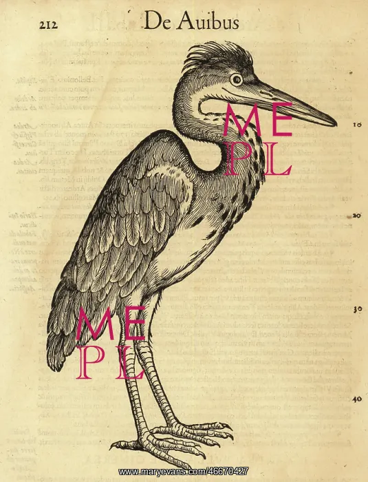 : Grey heron, Ardea cinerea : Grey heron, Ardea cinerea