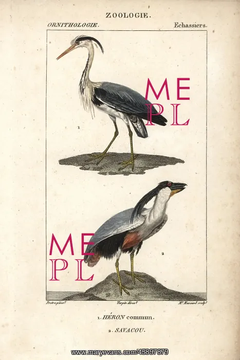 : Grey heron, Ardea cinerea, and boat-billed : Grey heron, Ardea cinerea, and boat-billed