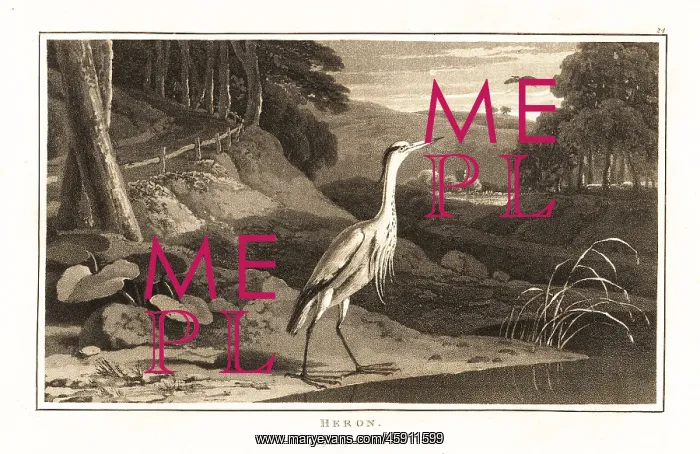 : Grey heron near a river in a hilly wood : Grey heron near a river in a hilly wood