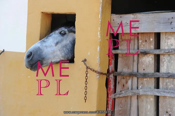 : Grey horse in stable, Menorca, Spain : Grey horse in stable, Menorca, Spain