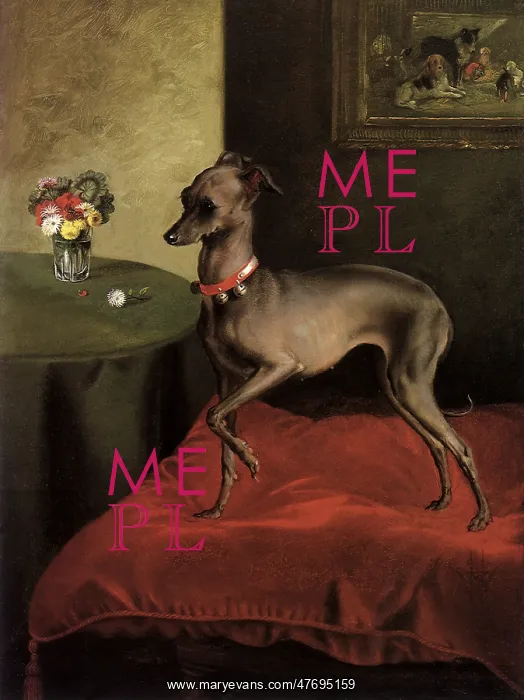  : Grey Italian Greyhound