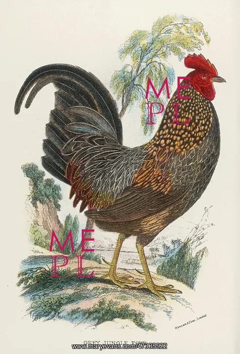 : GREY JUNGLE FOWL : GREY JUNGLE FOWL
