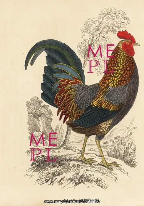 : Grey junglefowl, Gallus sonnerati : Grey junglefowl, Gallus sonnerati