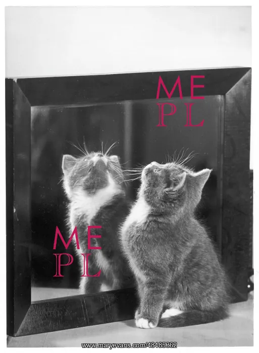: GREY KITTEN AND MIRROR : GREY KITTEN AND MIRROR