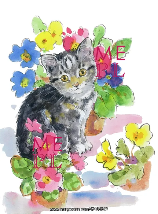  : Grey Kitten sitting amongst geraniums in pots