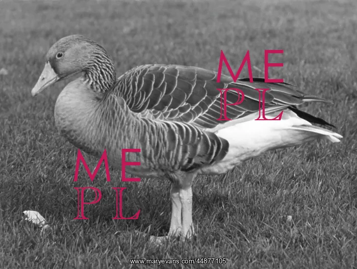 : GREY LAG GOOSE : GREY LAG GOOSE