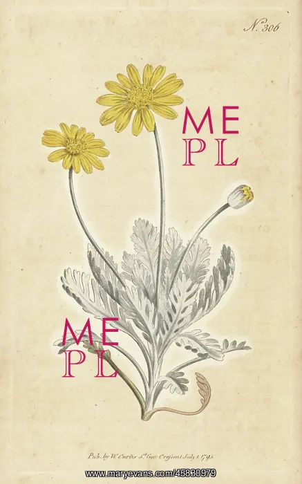 : Grey-leaved euryops, Euryops pectinatus subsp. pectinatus : Grey-leaved euryops, Euryops pectinatus subsp. pectinatus