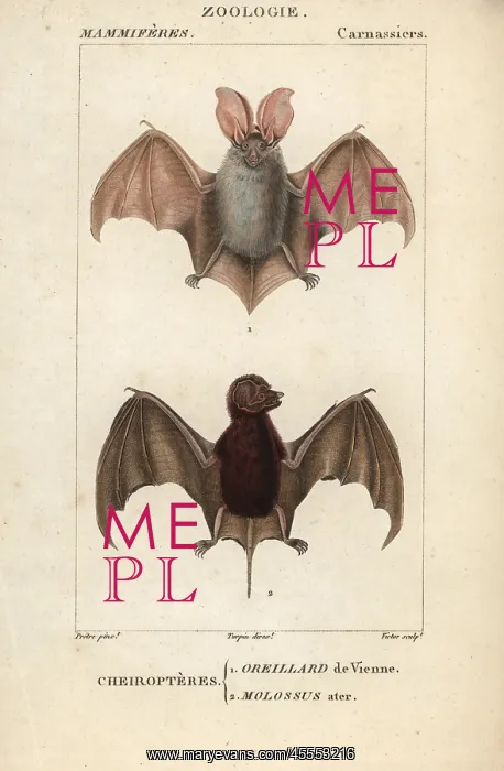 : Grey long-eared bat, Plecotus austriacus, and : Grey long-eared bat, Plecotus austriacus, and