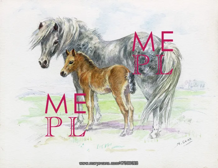  : Grey mare and chestnut foal