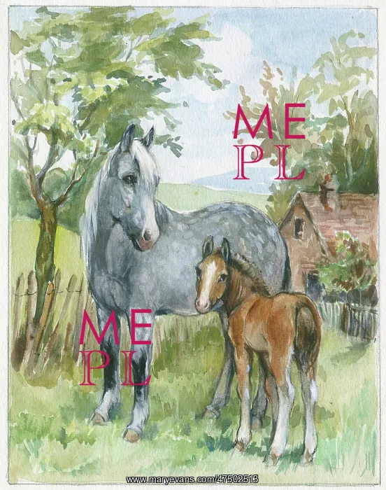 : Grey mare and chestnut foal in a field : Grey mare and chestnut foal in a field