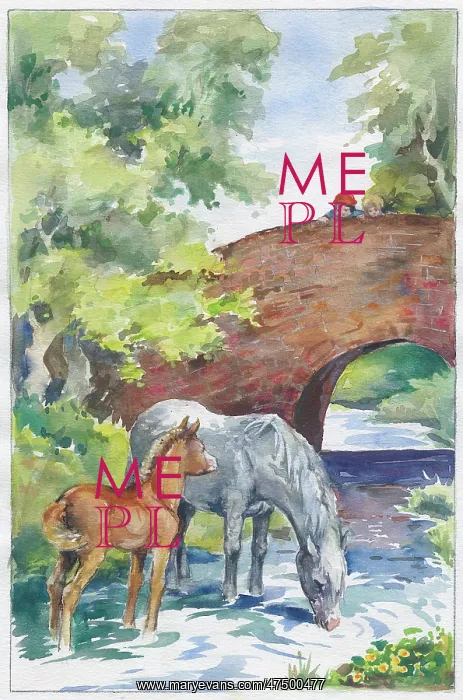 : Grey mare with foal drinking from a stream : Grey mare with foal drinking from a stream