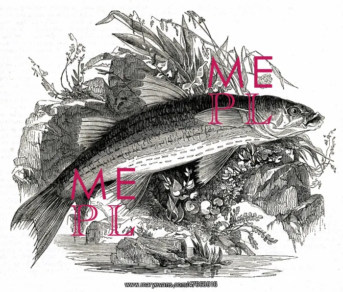 : Grey Mullet : Grey Mullet