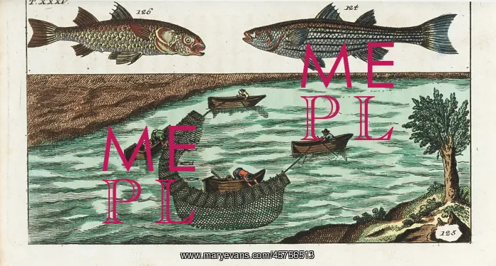 : Grey mullet and fishermen on a river using nets : Grey mullet and fishermen on a river using nets