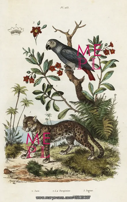 : Grey parrot and jaguar : Grey parrot and jaguar