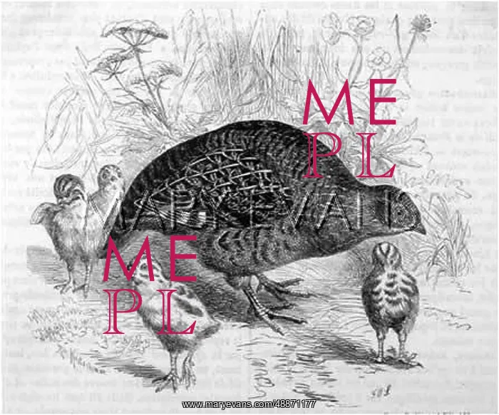 : GREY PARTRIDGE : GREY PARTRIDGE