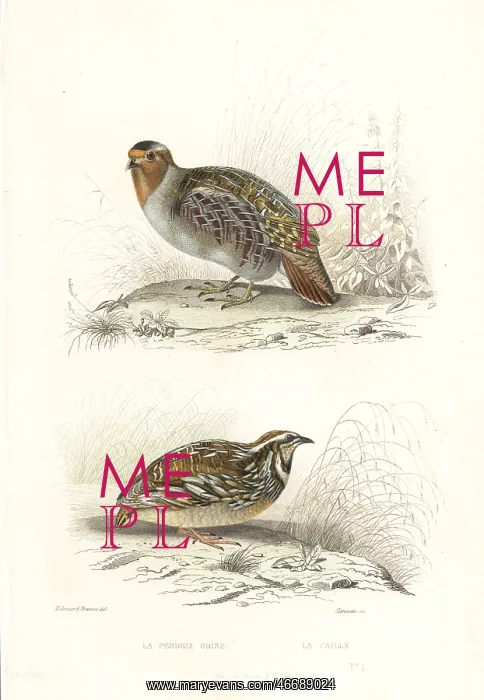 : Grey partridge and common quail : Grey partridge and common quail