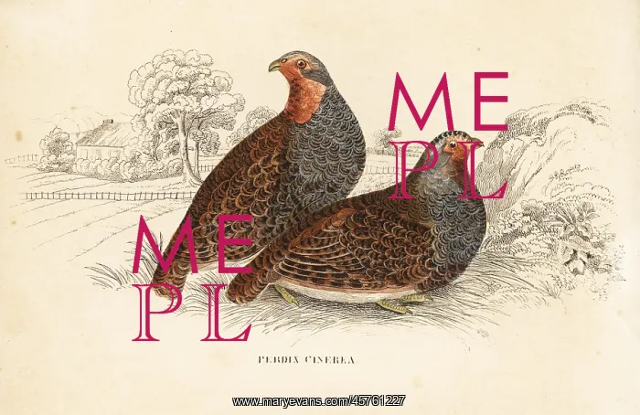 : Grey partridge, Perdix perdix : Grey partridge, Perdix perdix
