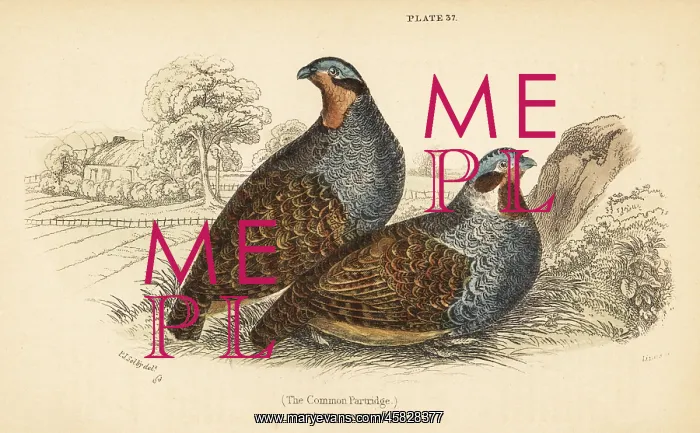 : Grey partridge, Perdix perdix : Grey partridge, Perdix perdix