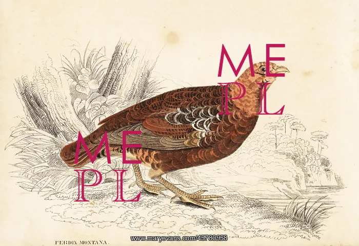 : Grey partridge, Perdix perdix, mountain variety : Grey partridge, Perdix perdix, mountain variety