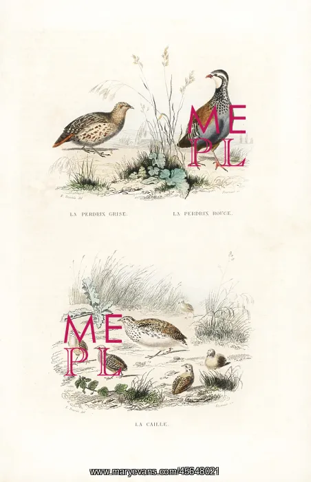 : Grey partridge, red-legged partridge and quail : Grey partridge, red-legged partridge and quail