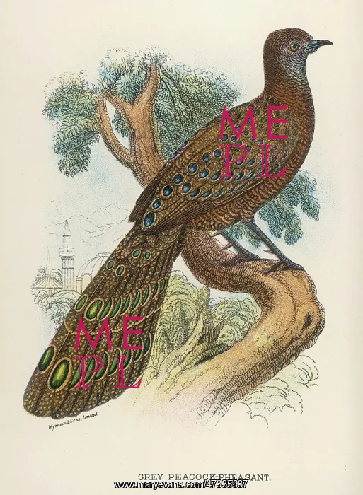 : GREY PEACOCK-PHEASANT : GREY PEACOCK-PHEASANT