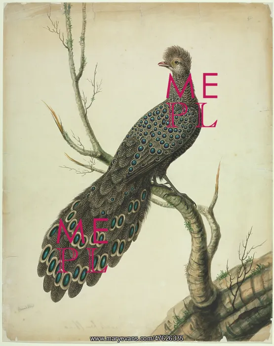 : Grey Peacock-Pheasant : Grey Peacock-Pheasant