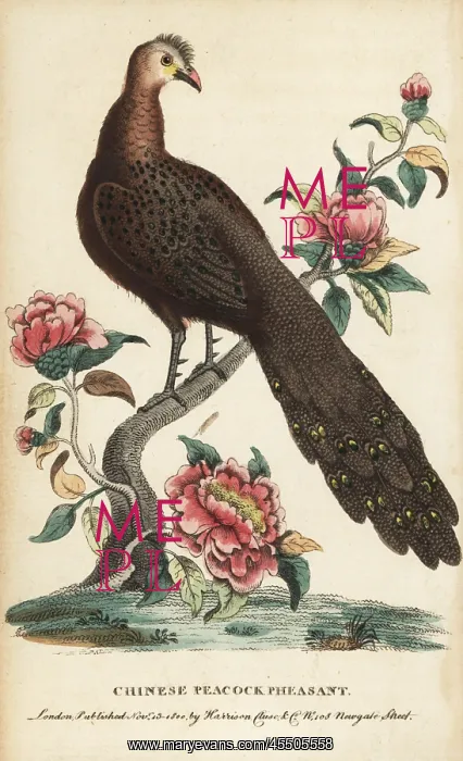 : Grey peacock-pheasant, Polyplectron bicalcaratum : Grey peacock-pheasant, Polyplectron bicalcaratum