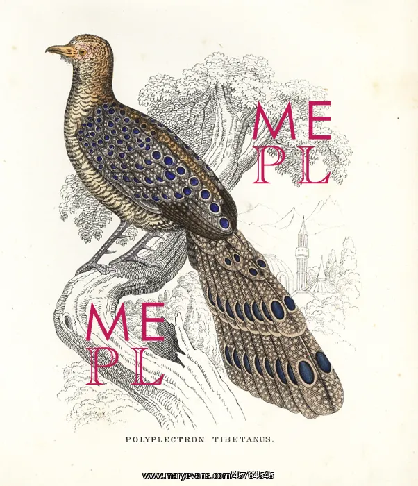 : Grey peacock-pheasant, Polyplectron bicalcaratum : Grey peacock-pheasant, Polyplectron bicalcaratum