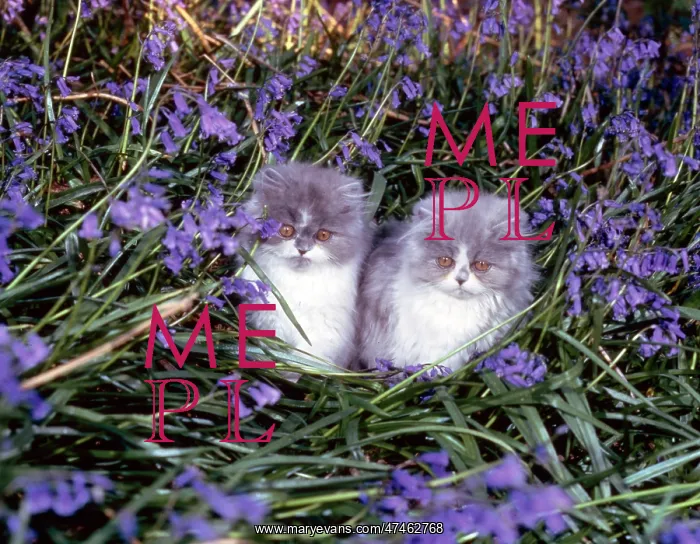  : Grey Persian Kittens with Bluebells