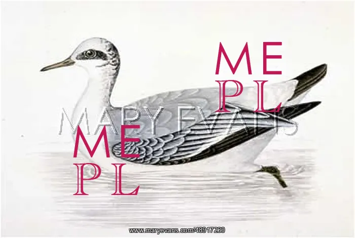  : GREY PHALAROPE
