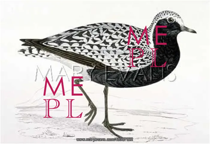  : GREY PLOVER