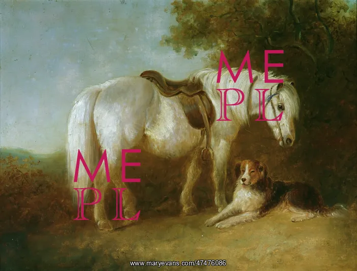 : Grey pony and dog : Grey pony and dog